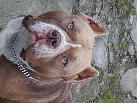 Американско були- покет