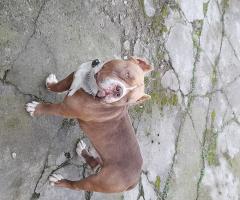 Американско були- покет