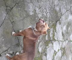 Американско були- покет