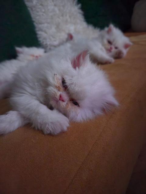 Продават се персийски бели снежинки