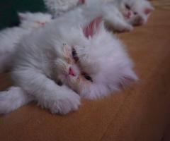 Продават се персийски бели снежинки