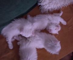 Продават се персийски бели снежинки