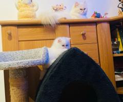 Продават се персийски бели снежинки