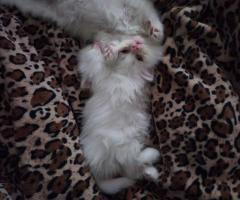 Продават се персийски бели снежинки