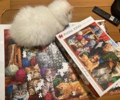 Продават се персийски бели снежинки