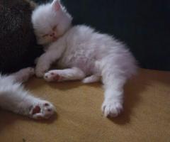 Продават се персийски бели снежинки