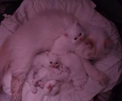 Продават се персийски бели снежинки