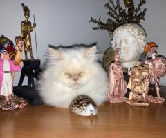 Продават се персийски бели снежинки