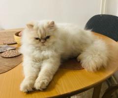 Продават се персийски бели снежинки