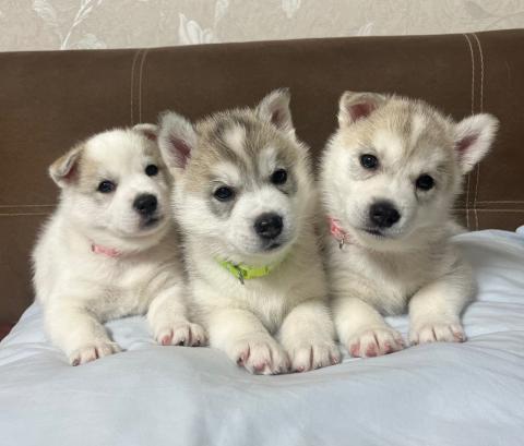 Бебета порода сибирско хъски –  свободни за резервации 🐺