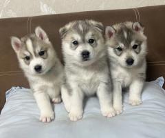 Бебета порода сибирско хъски –  свободни за резервации 🐺