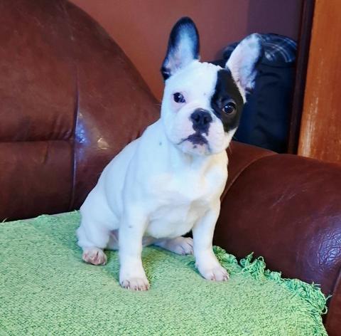 Френски булдог – красиво женско кученце