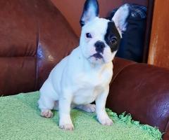 Френски булдог – красиво женско кученце