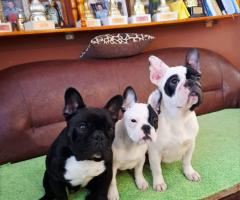 Френски булдог – красиво женско кученце