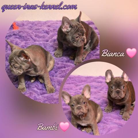 Родословни Френски Булдог Лилак