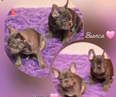 Родословни Френски Булдог Лилак