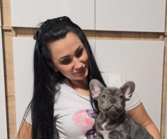 Родословни Френски Булдог Лилак