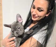 Родословни Френски Булдог Лилак