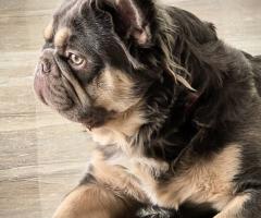 Родословни Френски Булдог Лилак