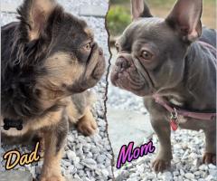 Родословни Френски Булдог Лилак