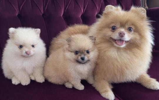 Померан мини