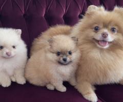 Померан мини
