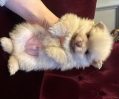 Померан мини