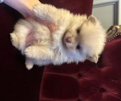 Померан мини