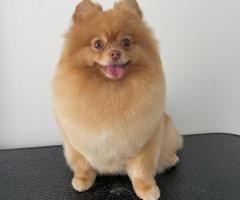 Померан мини