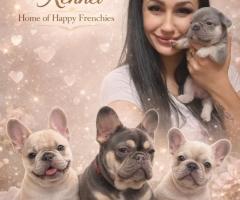 Родословни Френски Булдог Лилак тан