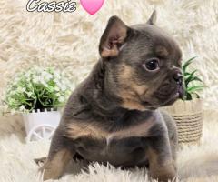 Родословни Френски Булдог Лилак тан