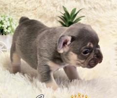 Родословни Френски Булдог Лилак тан