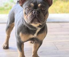 Родословни Френски Булдог Лилак тан