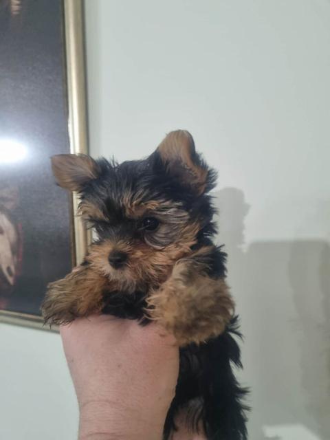 Мини Йоркшир момче и момиче!