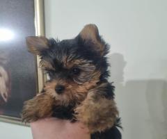 Мини Йоркшир момче и момиче!