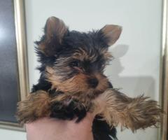 Мини Йоркшир момче и момиче!