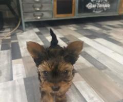 Мини Йоркшир момче и момиче!