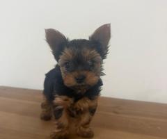 Мини Йоркшир момче и момиче!