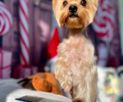 Мини Йоркшир момче и момиче!