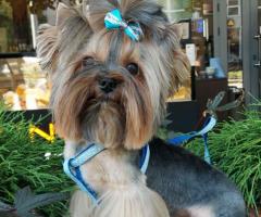 Мини Йоркшир момче и момиче!