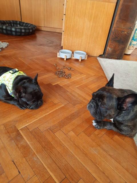 Френски булдог