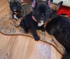 Френски булдог