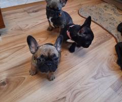 Френски булдог