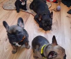 Френски булдог