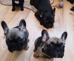 Френски булдог