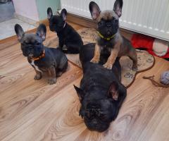 Френски булдог