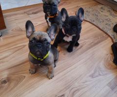 Френски булдог