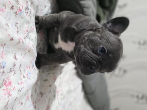 Френски булдог