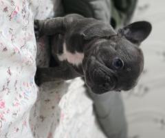 Френски булдог