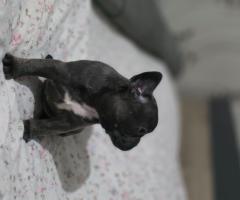 Френски булдог